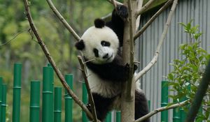 Preview wallpaper panda, pose, tree, bamboo, nature