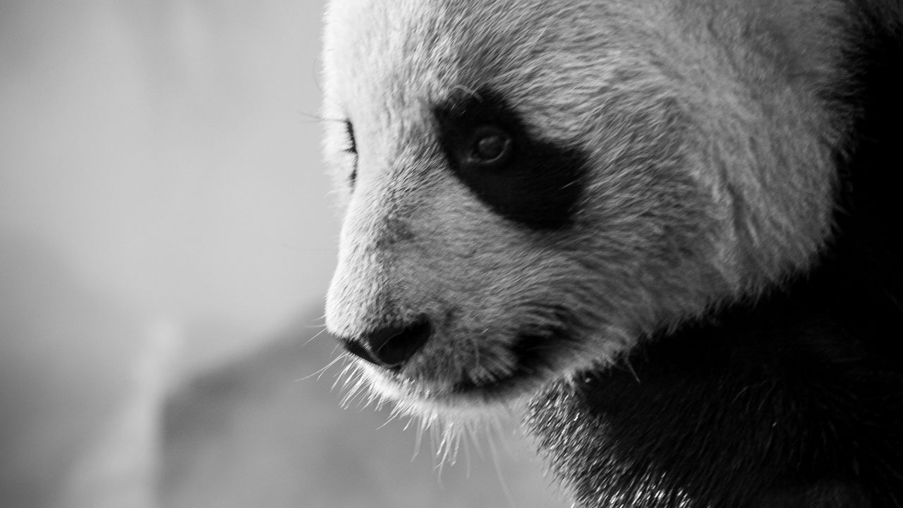 Wallpaper panda, profile, bw, animal
