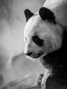 Preview wallpaper panda, profile, bw, animal