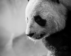 Preview wallpaper panda, profile, bw, animal