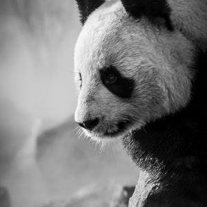 Preview wallpaper panda, profile, bw, animal
