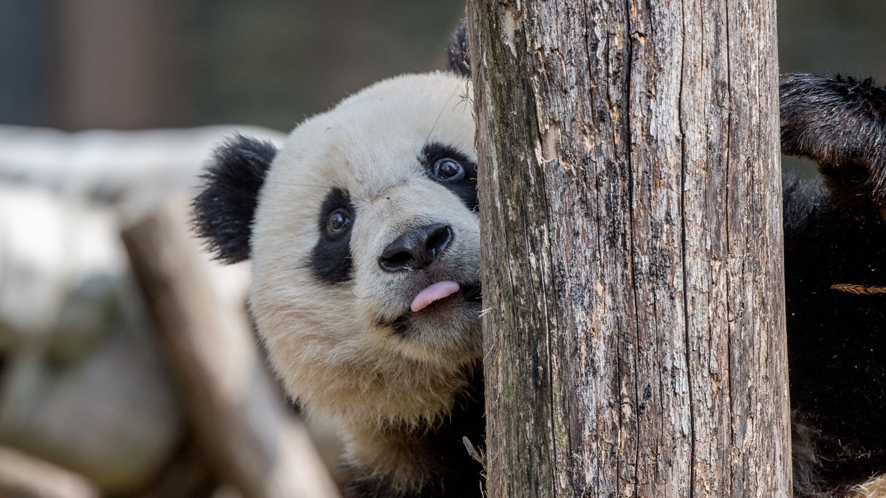 Wallpaper panda, protruding tongue, animal, tree
