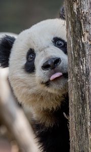 Preview wallpaper panda, protruding tongue, animal, tree