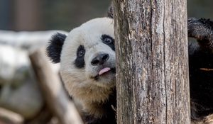 Preview wallpaper panda, protruding tongue, animal, tree