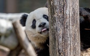 Preview wallpaper panda, protruding tongue, animal, tree