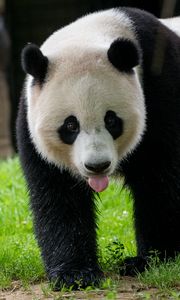 Preview wallpaper panda, protruding tongue, animal, grass