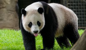 Preview wallpaper panda, protruding tongue, animal, grass