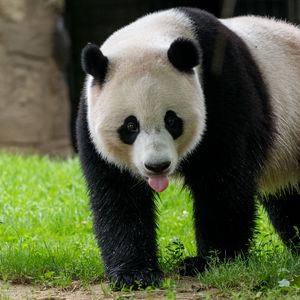 Preview wallpaper panda, protruding tongue, animal, grass