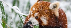 Preview wallpaper panda, red panda, snow, walk