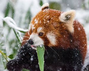 Preview wallpaper panda, red panda, snow, walk