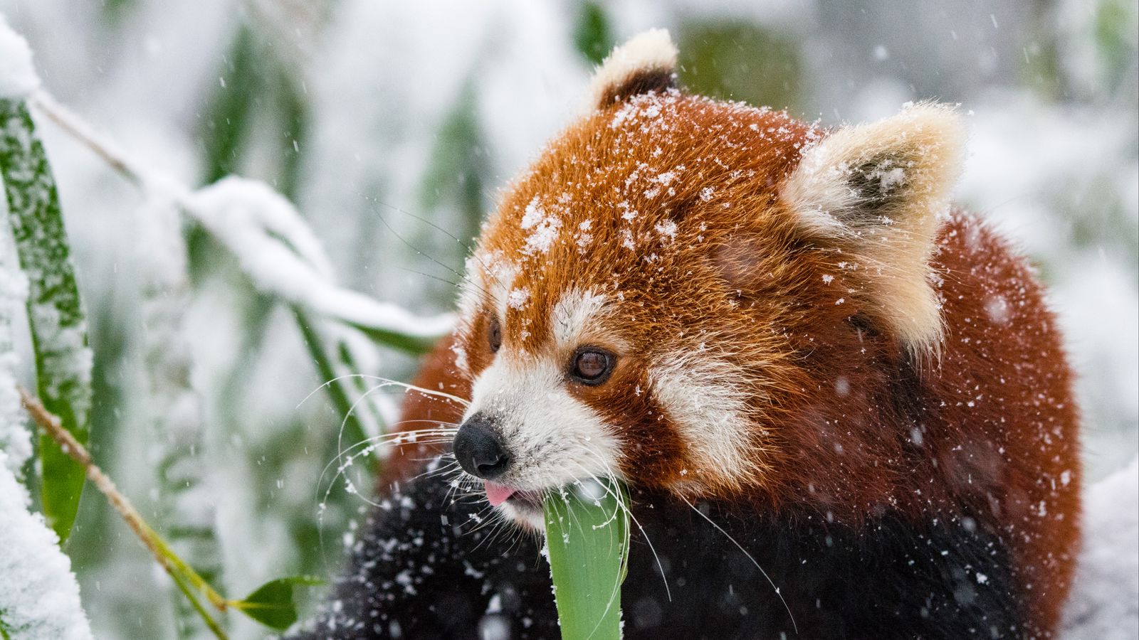 Download wallpaper 1600x900 panda, red panda, snow, walk widescreen 16: