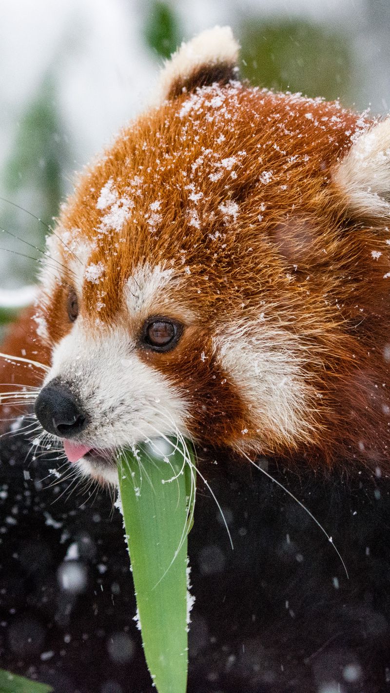 Download wallpaper 800x1420 panda, red panda, snow, walk iphone se/5s