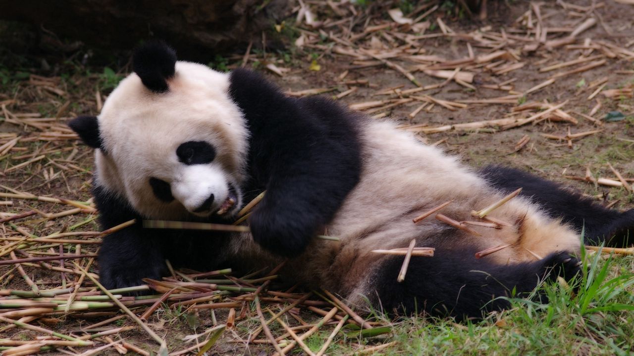 Wallpaper panda, rest, sleep, branches