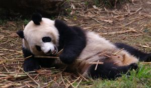 Preview wallpaper panda, rest, sleep, branches