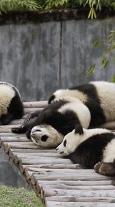Preview wallpaper panda, set, lie, sleep, nature