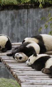 Preview wallpaper panda, set, lie, sleep, nature