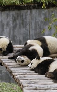 Preview wallpaper panda, set, lie, sleep, nature