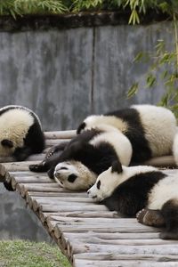 Preview wallpaper panda, set, lie, sleep, nature