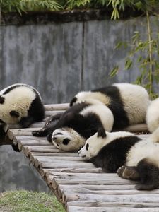 Preview wallpaper panda, set, lie, sleep, nature