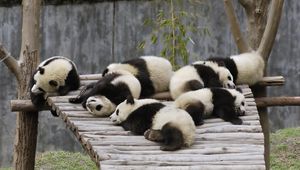 Preview wallpaper panda, set, lie, sleep, nature