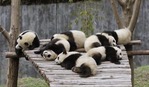 Preview wallpaper panda, set, lie, sleep, nature