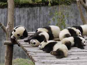 Preview wallpaper panda, set, lie, sleep, nature