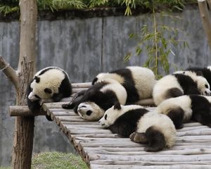 Preview wallpaper panda, set, lie, sleep, nature