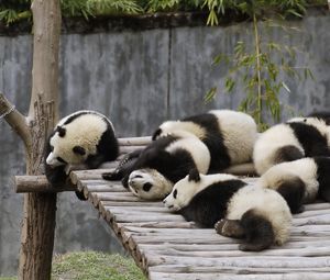 Preview wallpaper panda, set, lie, sleep, nature