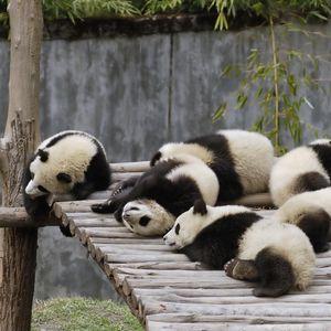 Preview wallpaper panda, set, lie, sleep, nature