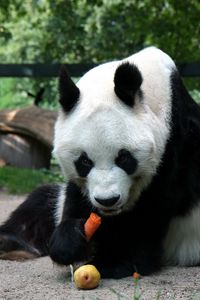 Preview wallpaper panda, sit, eating