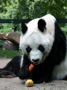 Preview wallpaper panda, sit, eating