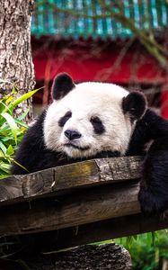 Preview wallpaper panda, sleep, cute, animal