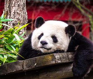 Preview wallpaper panda, sleep, cute, animal