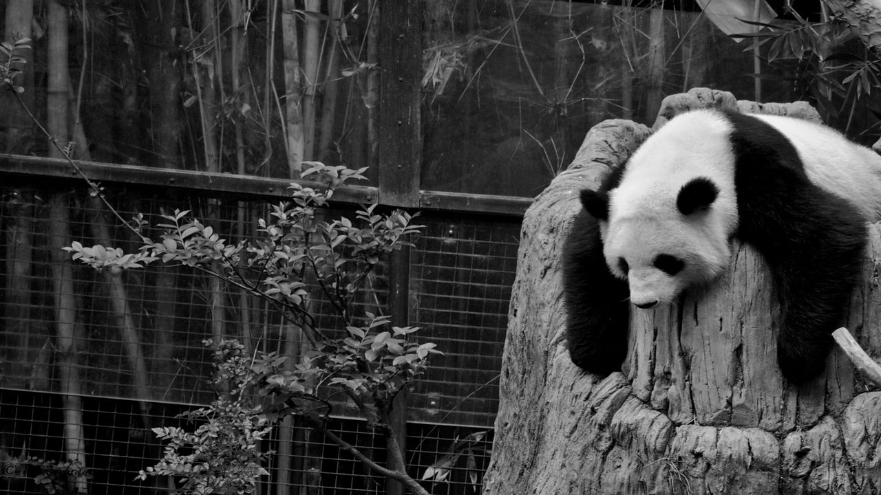 Wallpaper panda, sleep, nature reserve, hollow, black white