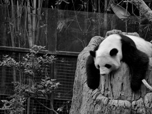 Preview wallpaper panda, sleep, nature reserve, hollow, black white