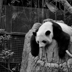 Preview wallpaper panda, sleep, nature reserve, hollow, black white