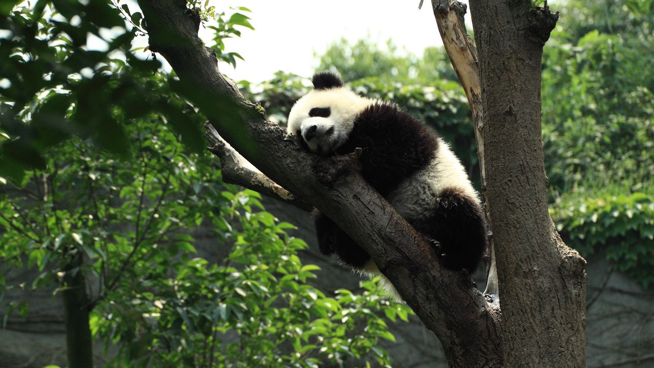 Wallpaper panda, sleep, tree
