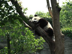 Preview wallpaper panda, sleep, tree