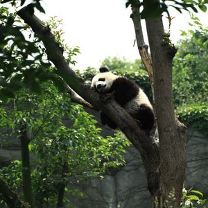 Preview wallpaper panda, sleep, tree