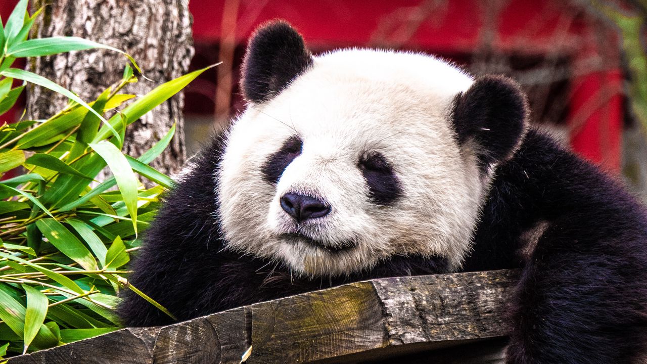 Wallpaper panda, sleep, cute, animal