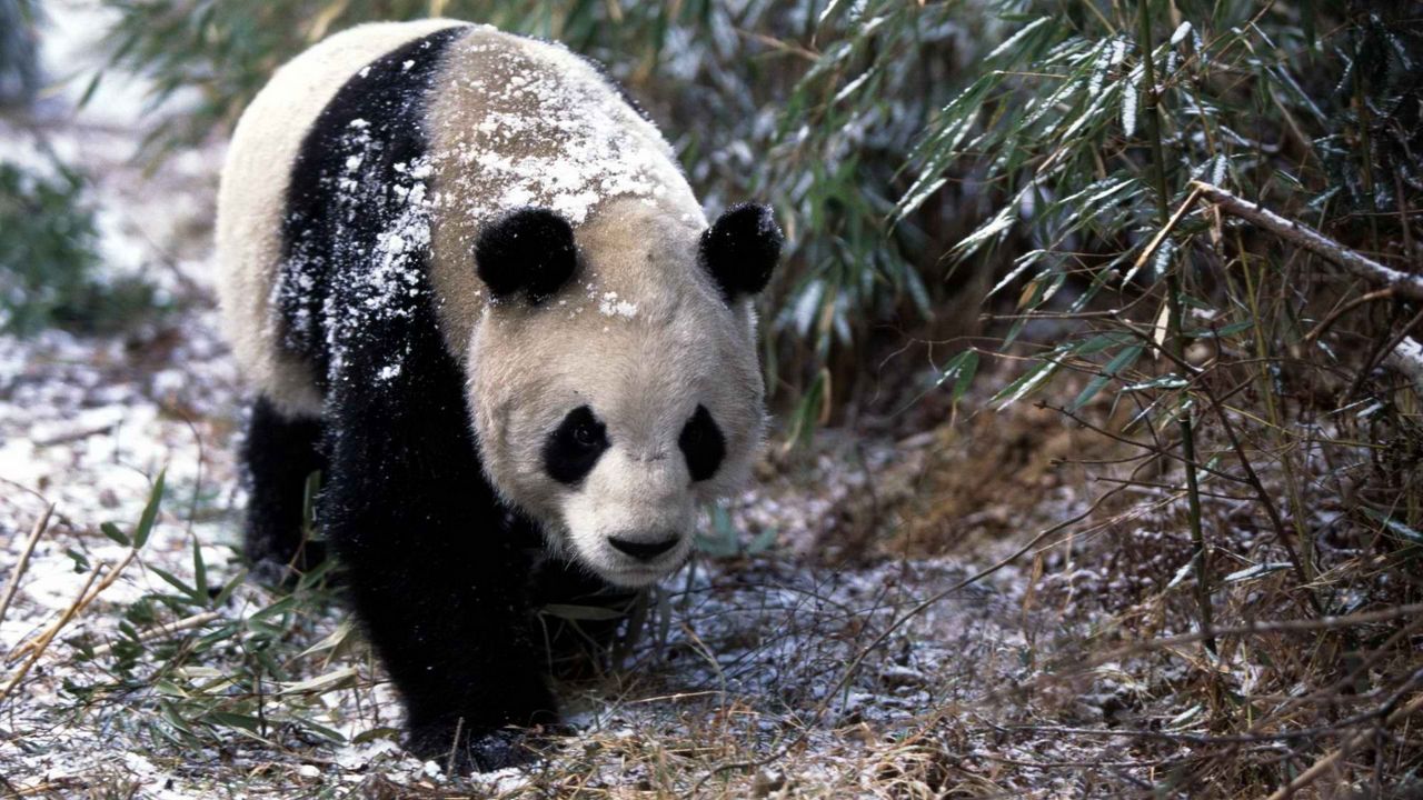 Wallpaper panda, snow, grass, walk, trees
