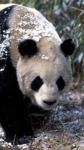 Preview wallpaper panda, snow, grass, walk, trees