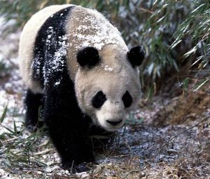 Preview wallpaper panda, snow, grass, walk, trees