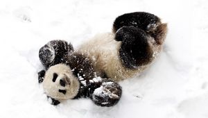Preview wallpaper panda, snow, playful, spotted, bamboo bear
