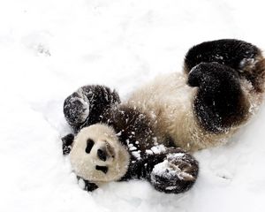 Preview wallpaper panda, snow, playful, spotted, bamboo bear