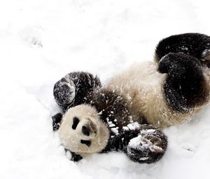 Preview wallpaper panda, snow, playful, spotted, bamboo bear