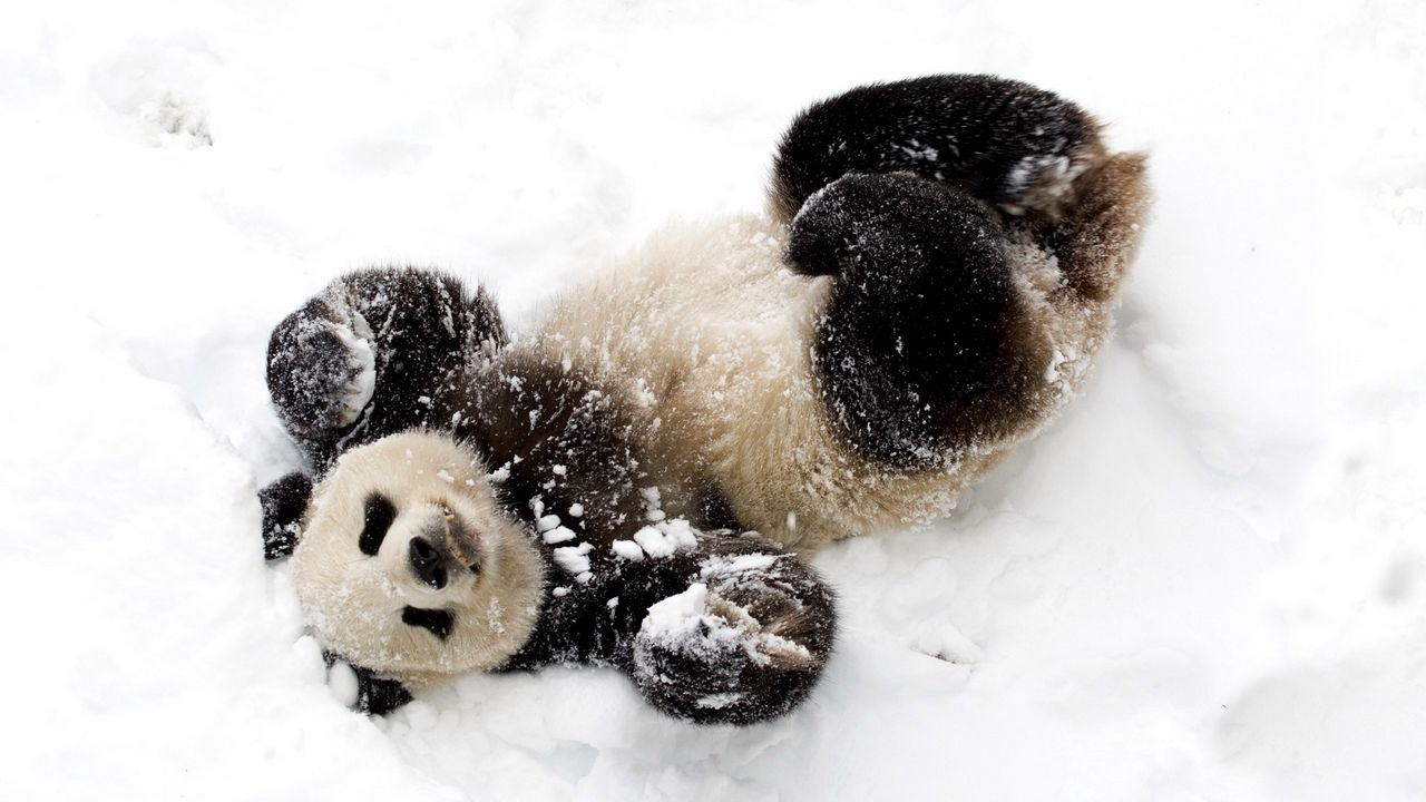 Wallpaper panda, snow, playful, spotted, bamboo bear
