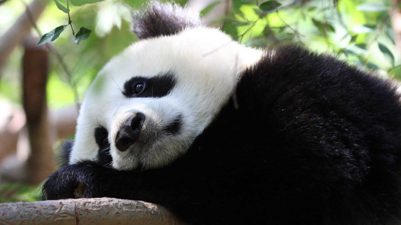 Wallpaper panda, spots, branch, sit hd, picture, image