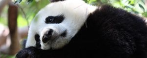 Preview wallpaper panda, spots, branch, sit