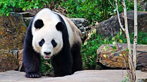 Preview wallpaper panda, stones, branches, walk, large